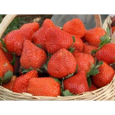 ЈАГОДИ РЕФУС